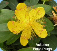 Autumn Patio PLugs - Hypericum